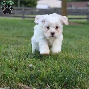 Teddy, Teddy Bear Puppy